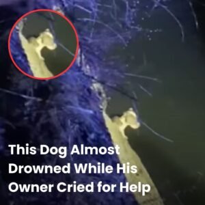 Dog Drowning in River