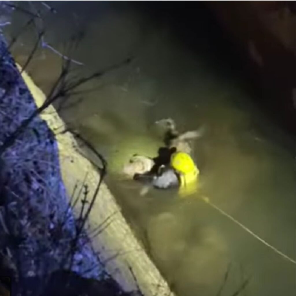 Dog Saved By Diver